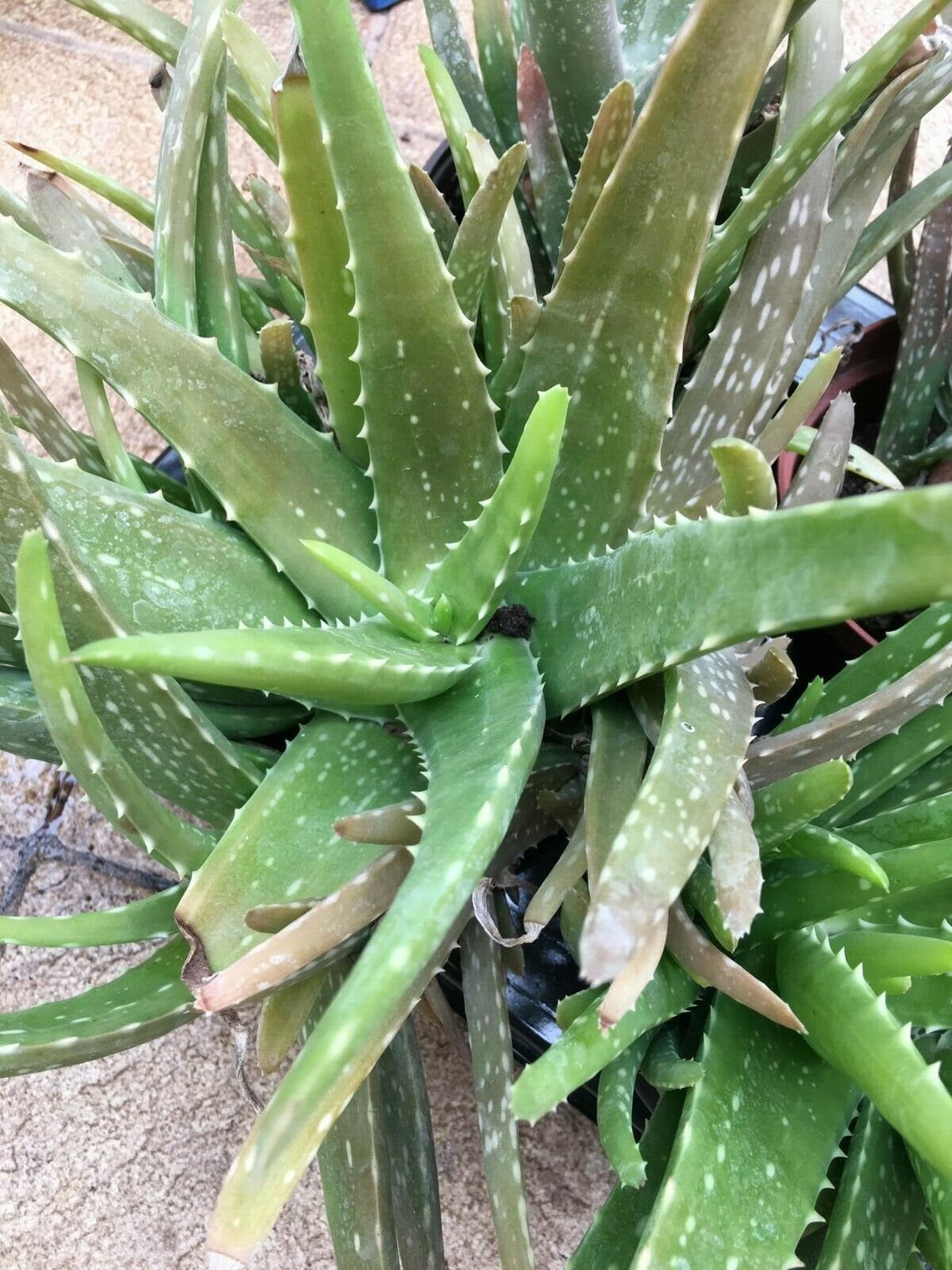 Aloe Vera Plant Healthy Plant Used for Medicinal Cuts Burns Etsy UK
