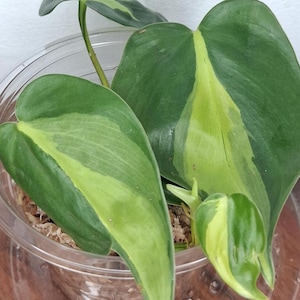 Philodendron Brasil, starter plant