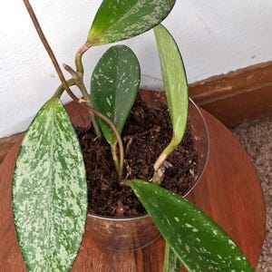 Hoya Pubicalyx silver splash, rooted cuttings