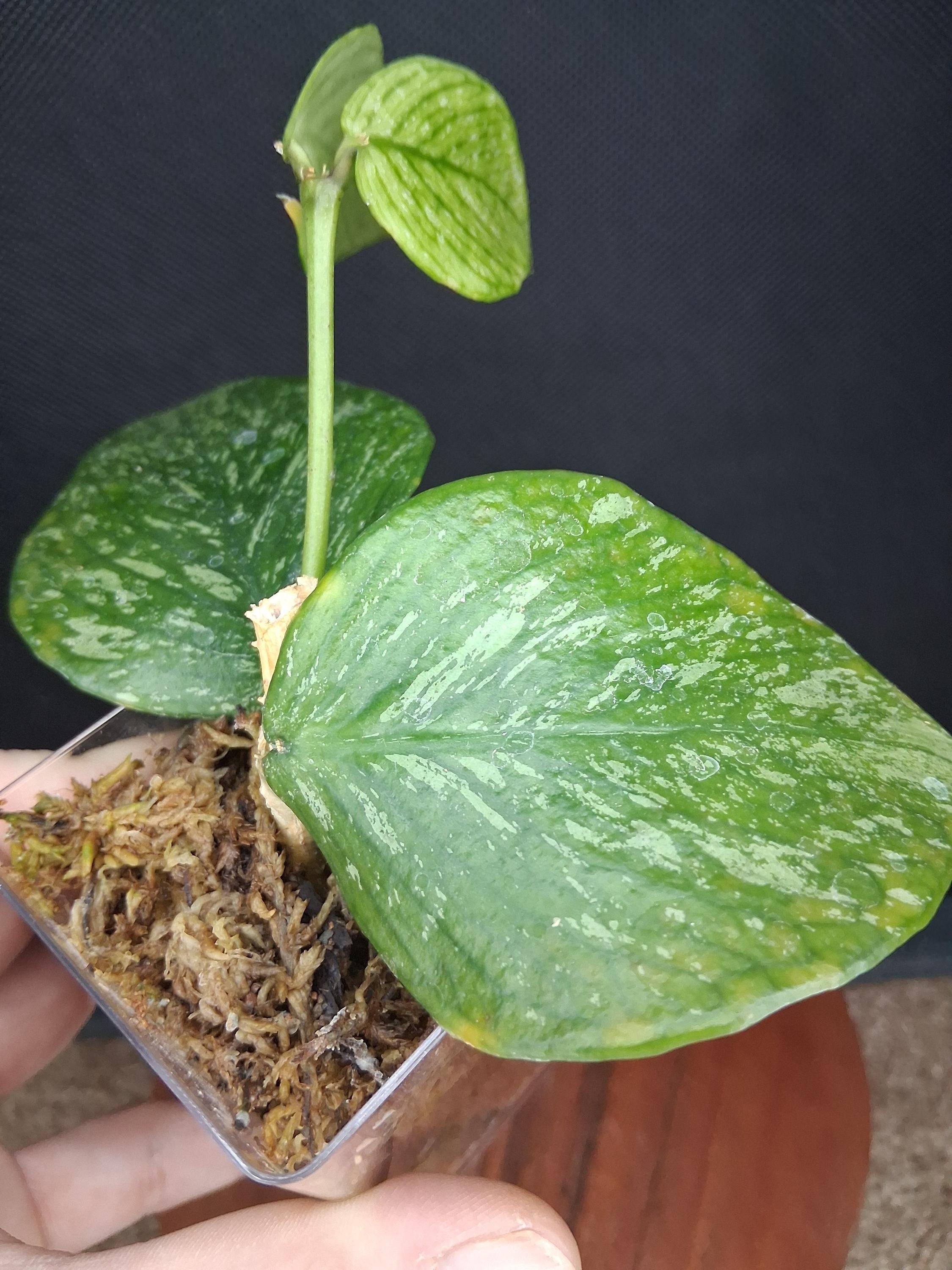怪奇植物　シルバー人魚ホヤ Hoya polyneura broget 週末セール怪奇植物 斑入り人魚ホヤ Hoya polyneura broget Hoya