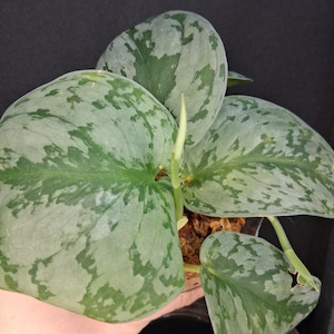 Scindapsus Exotica - Starter Plant