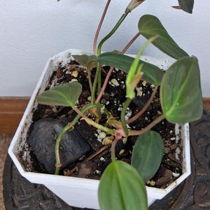 Philodendron Micans