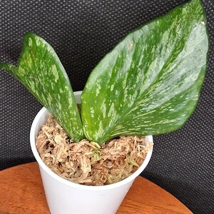 GWセール怪奇植物　斑入り人魚ホヤ Hoya polyneura broget GWセール怪奇植物 斑入り人魚ホヤ Hoya polyneura broget