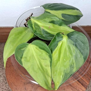Philodendron Brasil, starter plant