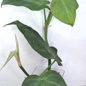Philodendron Camposportoanum