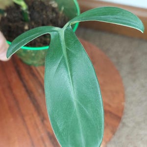 Philodendron Tripartitum - starter plant