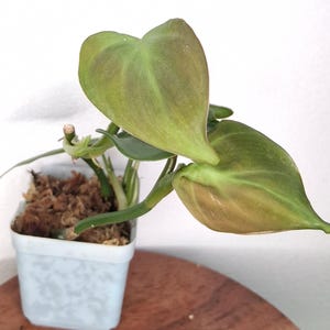 Philodendron Camposportoanum