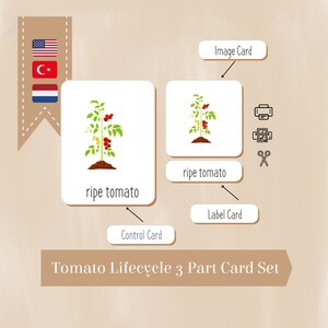Cartes du cycle de vie de la tomate Nomenclature Montessori 3 parties Matériel pédagogique Enseignement à domicile PDF Anglais Turc Néerlandais