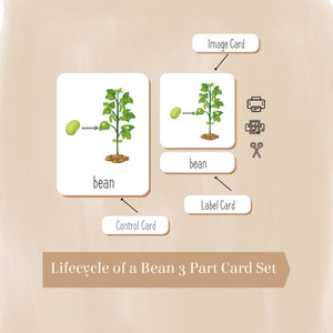 BEAN LIFECYCLE Cartes Montessori, avec journal gratuit des plantes de haricots, nomenclature Montessori 3 parties, matériel éducatif, enseignement à domicile PDF