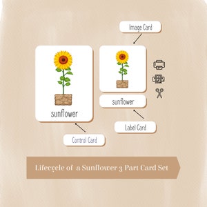 Lifecycle of a Sunflower, Montessori Card Set, Sunflower Nomenclature 3 Parts  Cards, With Additional Plant Diary& Sorting Chart