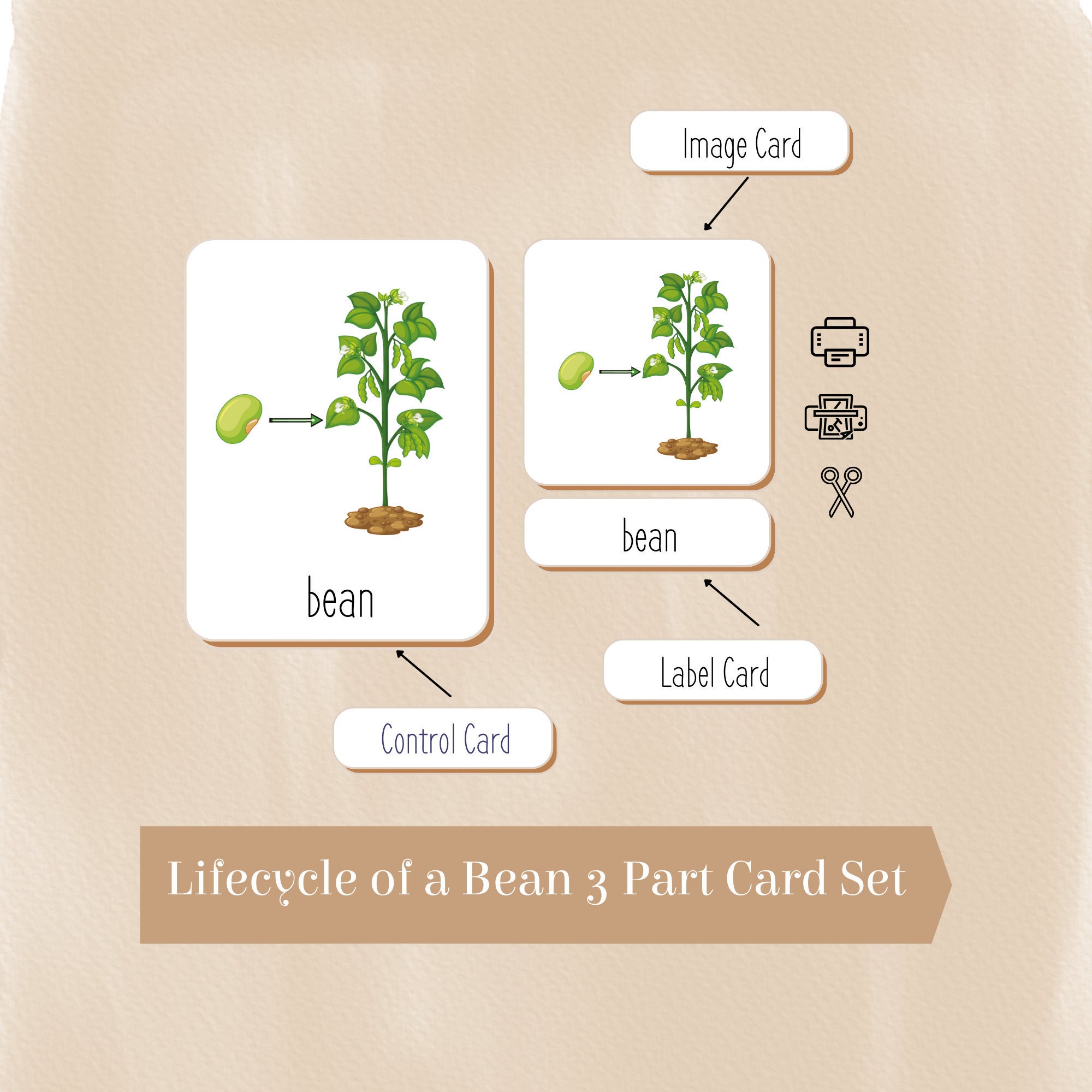 BEAN LIFECYCLE Montessori Cards, With Free Bean Plant Diary, Montessori Nomenclature 3 Parts, Educational Material, Homeschooling PDF