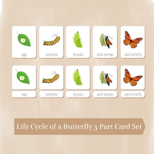 Ciclo de vida de una mariposa Tarjetas de 3 partes -Anatomía de la mariposa- Póster del ciclo de vida- Materiales Montessori imprimibles - Descarga digital-PDF