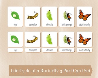 Life Cycle of a Butterfly 3 Part Cards -Butterfly Anatomy- Life Cycle Poster- Printable Montessori Materials - Digital Download-PDF