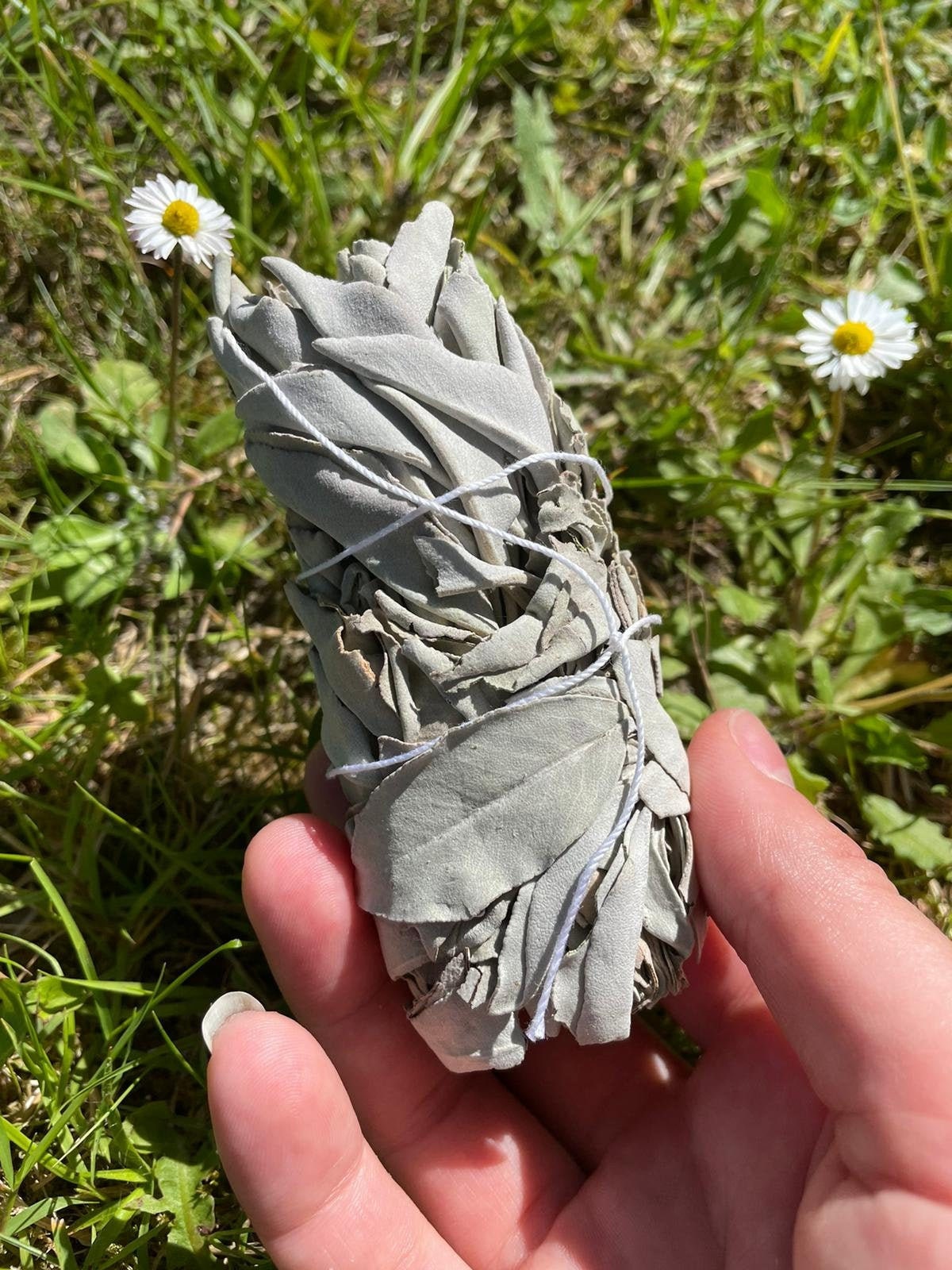 Sauge Blanche | Petit Format