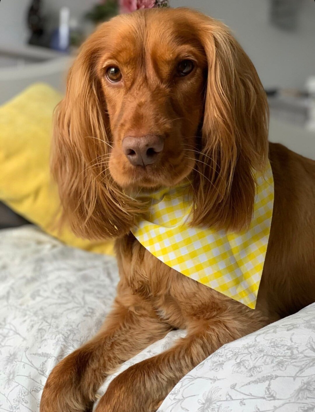 Dog Bandana Scrunchie Set Matching Dog Bandana and Scrunchie Etsy