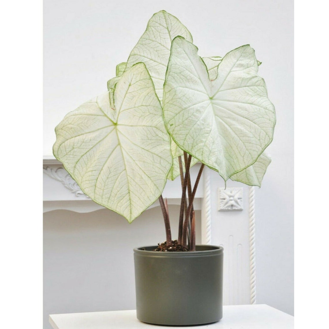 Caladium Florida Moonlight Bulbs Etsy