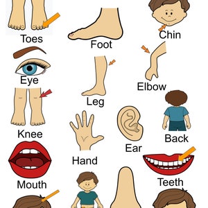 Body Parts, Poster Wall Art Printable, Montessori Classroom Decoration ...