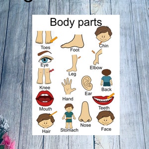 partes do corpo, pôster de parede Art Printable, decoração de sala de aula montessori, aprender, pré-escola infantil, educação domiciliar, centro de professores
