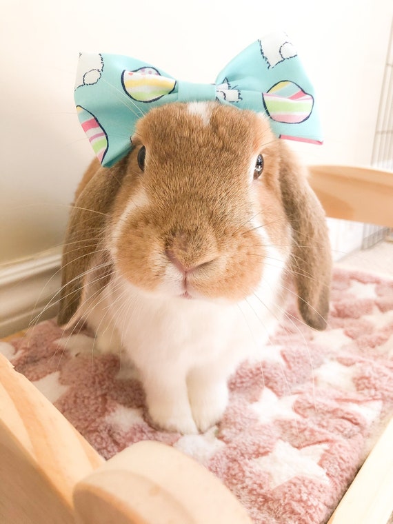 Bunny Pet Bows & Hair Accessories - Etsy