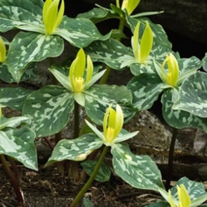10 Yellow Trillium bulbs, herbaceous perennial, yellow flowers, spring planting, woodland garden, bulbs for planting