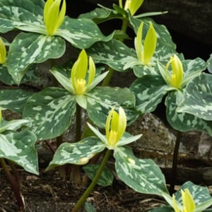 10 Yellow Trillium Bulbs, Spring Planting, Woodland Garden