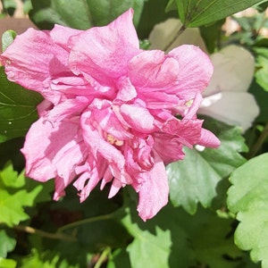 Red Rose of Sharon Shrub: Pink Althea, Fast Growing (2-3 ft)