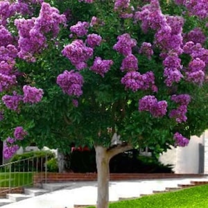 May include: A vibrant tree with a light-colored trunk and lush green foliage. Clusters of bright purple flowers bloom throughout the tree, creating a striking contrast. The tree is set against a backdrop of green grass and a brick wall.