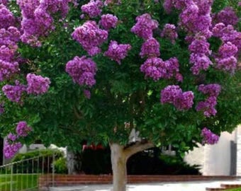 Catawba Purple Crape Myrtle 18-24" 4-inch Pot Violet Purple Flowers, Catawba