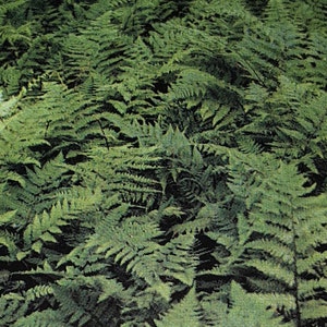 5 Lady Ferns bareroot/rhizomes, naturalizing fern, easy to grow, grows along stream banks, spring planting, woodland garden