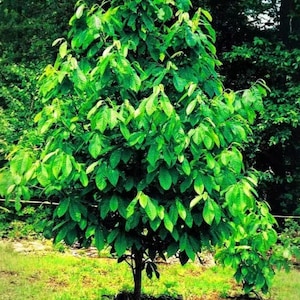 2 Common Paw Paw 12-18&quot; Bareroot, Native Plant, Disease Resistant, Pollinator Friendly, Asimina Triloba