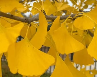 Gingko Biloba, maidenhair Tree, 18-24" 2.5" pot