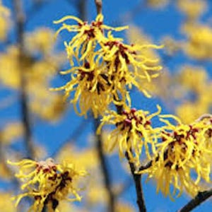 American Witch Hazel, 12-18" 2.5" pot, Native Plants, Hamamelis virginiana