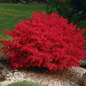 2 Burning Bush 6-12 inch tall in 2 1/2 inch pots, borders, hedge, minimal plant care, attracts birds, red fall foliage, living fence, hardy