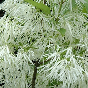 White Fringe Tree 4-6 inches tall in 2 1/2 inch pots, white flowers, flowering tree, large shrub or small tree, spring planting