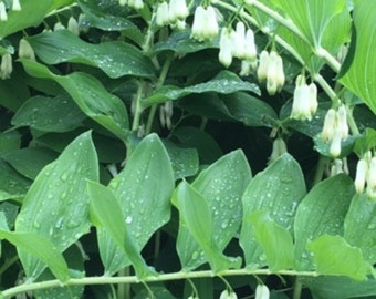 10 True Solomon Seal bareroot/bulbs, woodland garden, perennials, spring planting, bell shaped blooms, wildflower garden