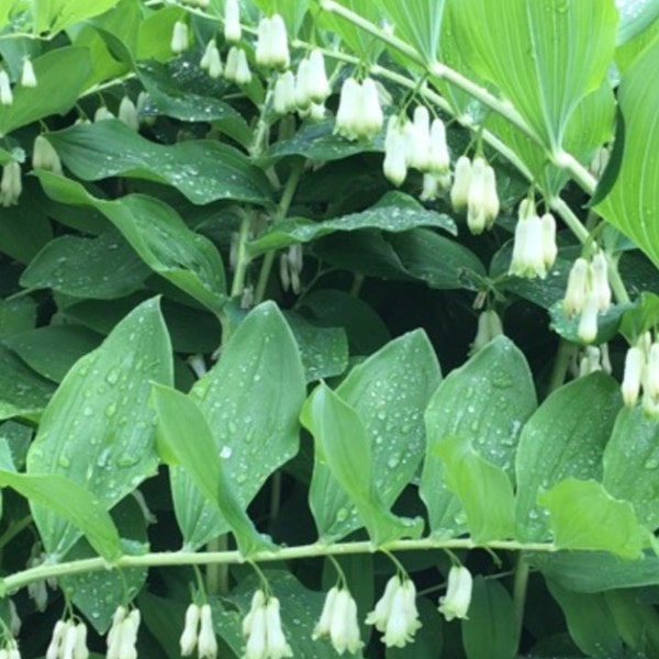 10 True Solomon Seal bareroot/bulbs, woodland garden, perennials, spring planting, bell shaped blooms, wildflower garden