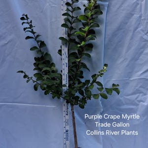 Catawba Purple Crape Myrtle 2-3' Trade Gallon Violet Purple Flowers