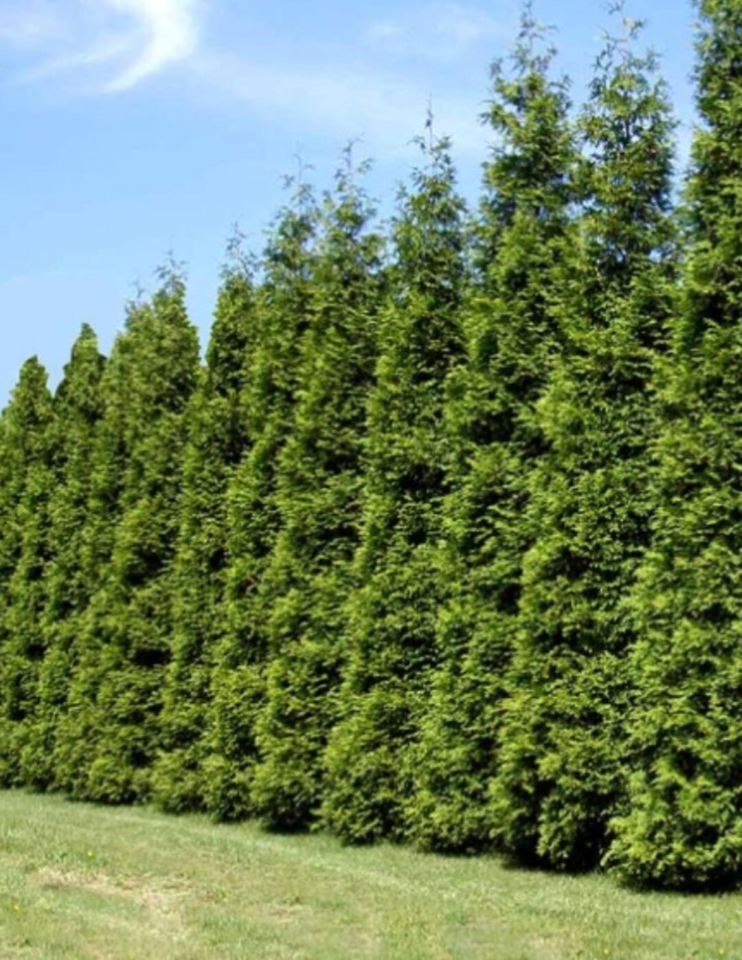 Are Arborvitae Safe For Dogs