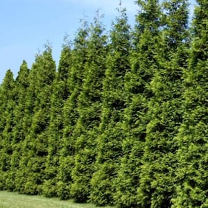 5 Green Giant Arborvitae 6-12 inches tall in 2 1/2 inch pots, live plant, fast growing evergreen, hedge, windbreak, screens, borders