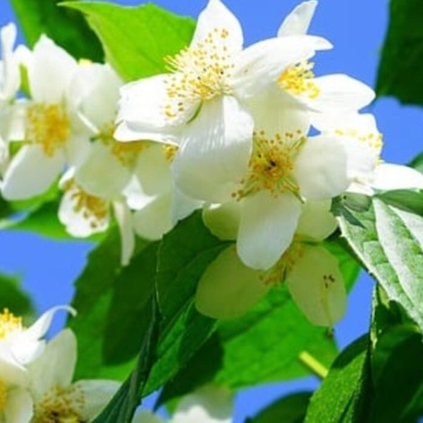Sweet Mockorange 18-24 in. tall in a quart pot, fragrant flowers, deciduous shrub, fast growing shrub, flowering shrub