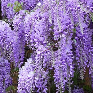 Purple Wisteria 12-18 inches tall in 2 1/2 inch pot, live plant, purple flowers, Spring planting, Chinese purple wisteria