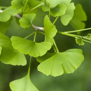 Gingko Tree 12-18" 4-inch Pot biloba, Maidenhair Tree, Seed Grown