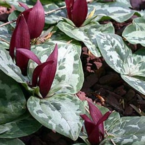 10 Toad Shade Trillium Bare Root/Bulbs/root systems, clump forming perennial, wildflower garden, woodland garden, spring planting