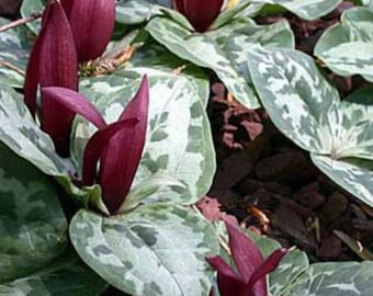 10 Toad Shade Trillium Bare Root/Bulbs/root systems, clump forming perennial, wildflower garden, woodland garden, spring planting