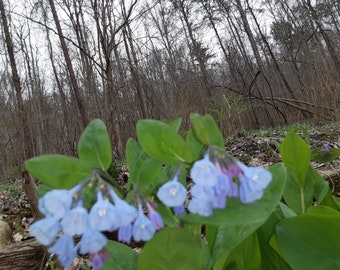 10 Virginia Bluebells bareroot, mertensia virginica, wildflowers