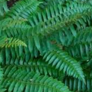 10 Christmas Ferns Bare Root/Rhizomes, native fern, woodland garden, shade garden, polystichum acrostichoides