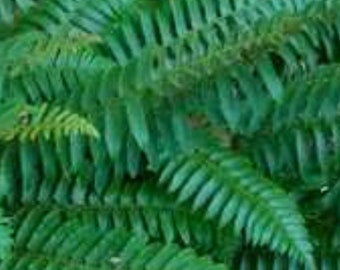 5 Christmas Ferns Bare Root/Rhizomes, native fern, woodland garden, shade garden, polystichum acrostichoides, spring planting