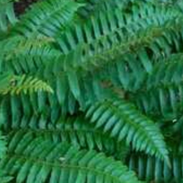 5 Christmas Ferns Bare Root/Rhizomes, native fern, woodland garden, shade garden, polystichum acrostichoides, spring planting