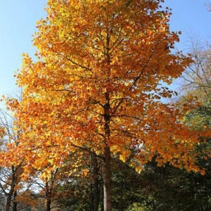 Tulip Poplar Tree 18-24" Quart Pot, Native Plant, liriodendron tulipifera