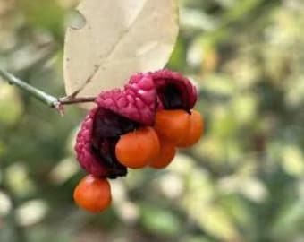Strawberry Bush 18-24" 4 inch pot, Native Indian Arrow wood, euonymus americana, seed grown